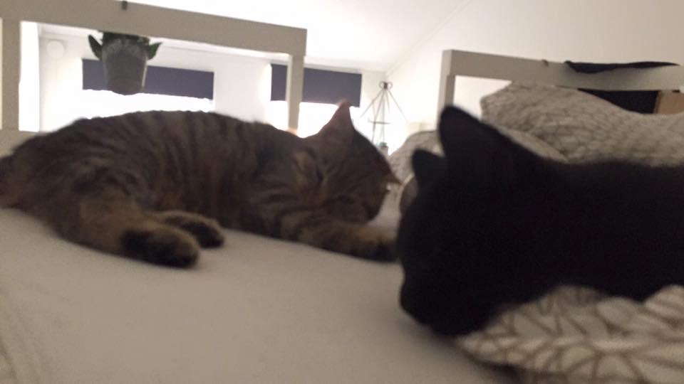 Blanding af racer Pelle Haleløs billede 3