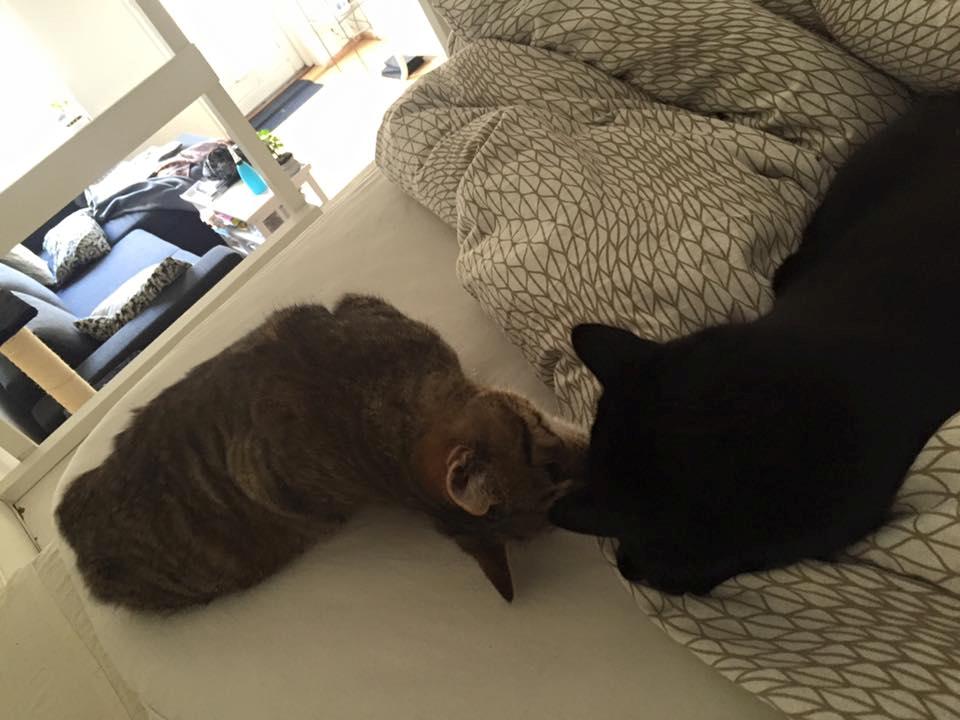 Blanding af racer Pelle Haleløs billede 8