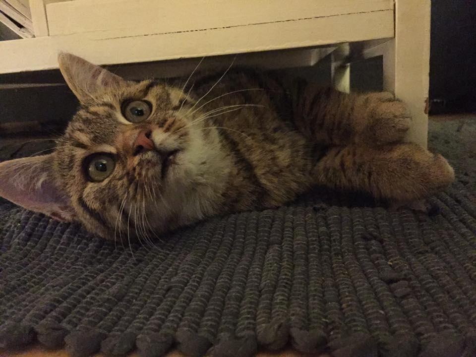 Blanding af racer Pelle Haleløs billede 10