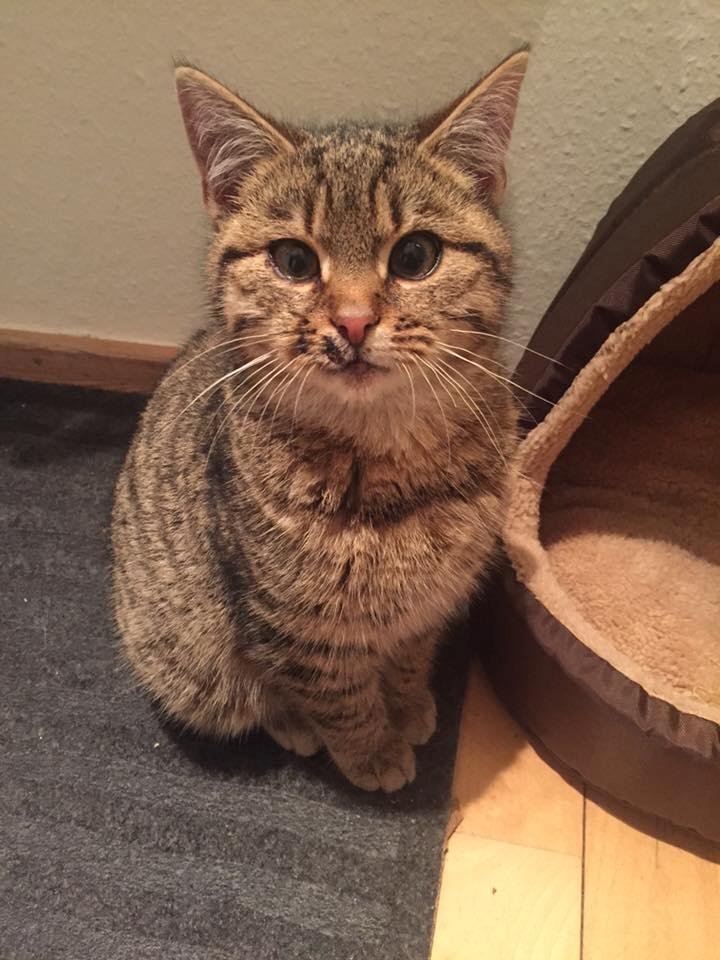 Blanding af racer Pelle Haleløs billede 11