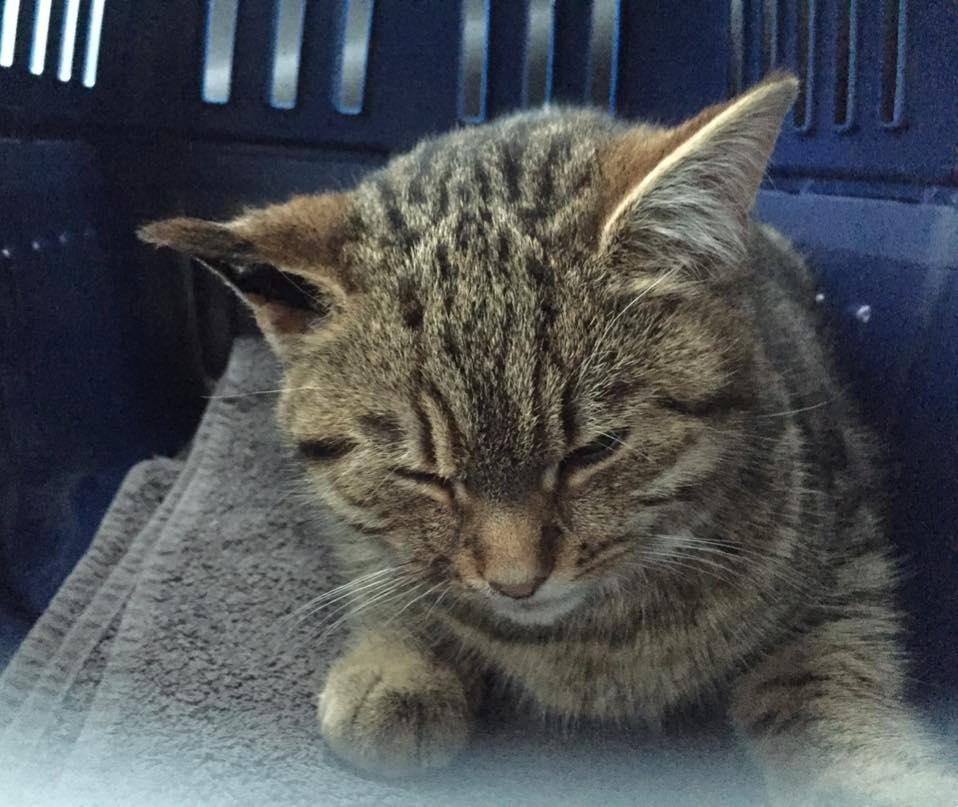 Blanding af racer Pelle Haleløs billede 9