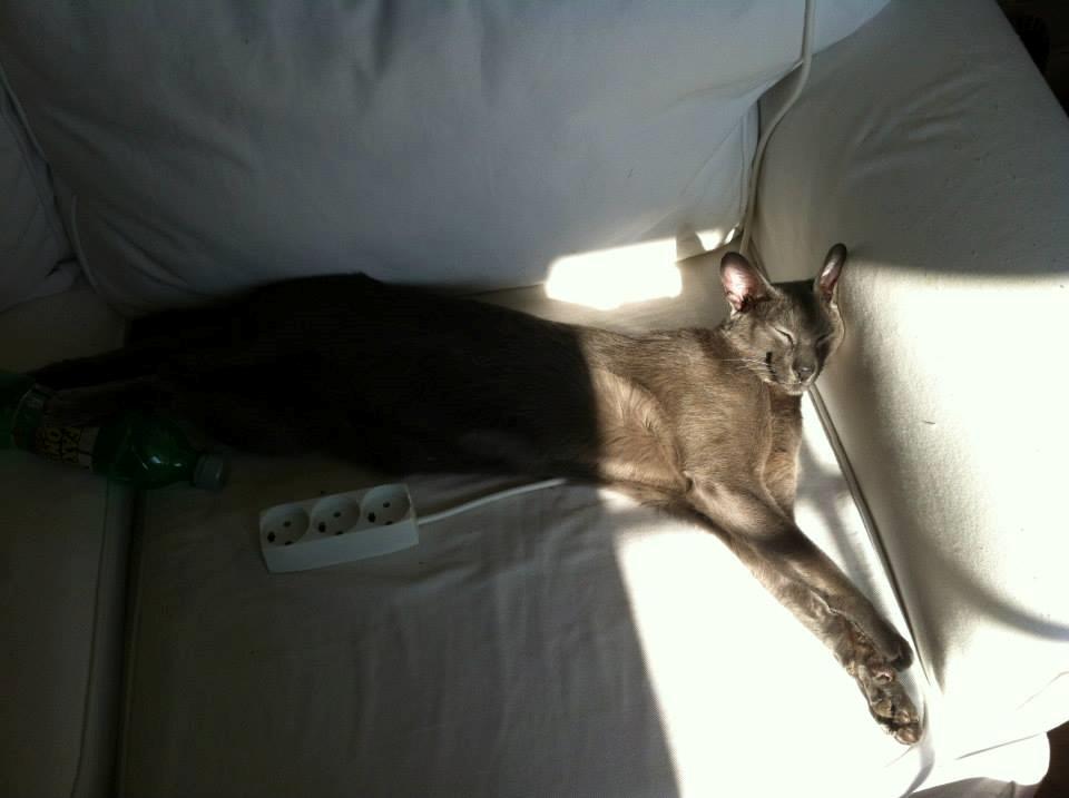 Orientaler Fister billede 5