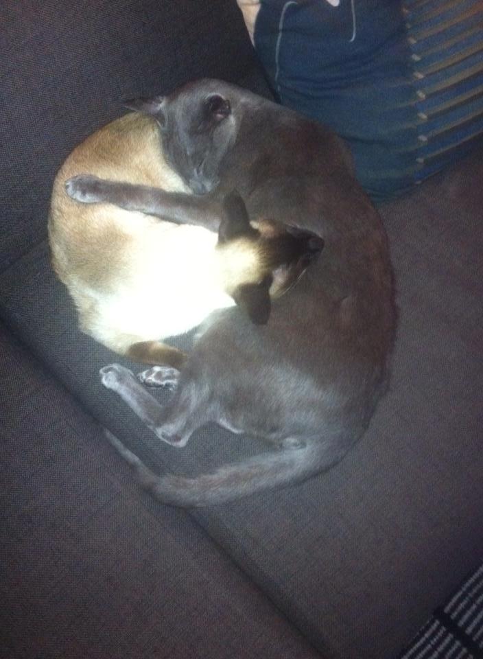 Orientaler Fister billede 13