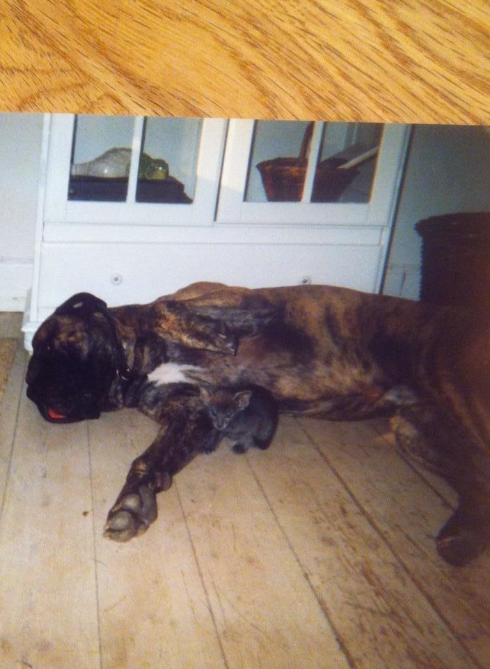 Orientaler Fister billede 7