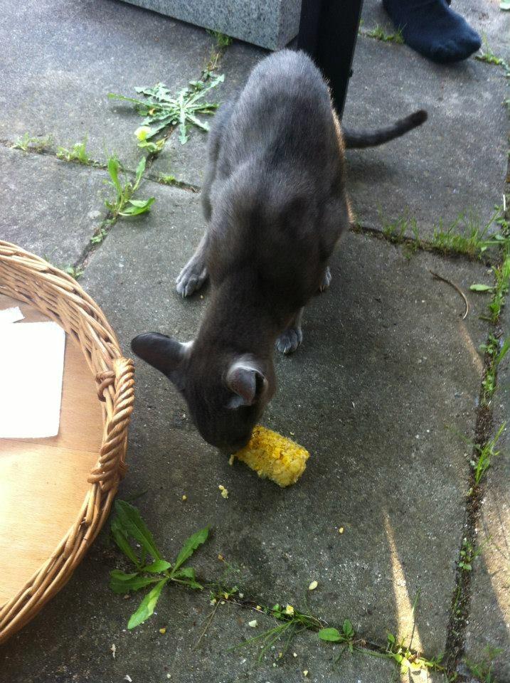 Orientaler Fister - Majs!!! billede 12