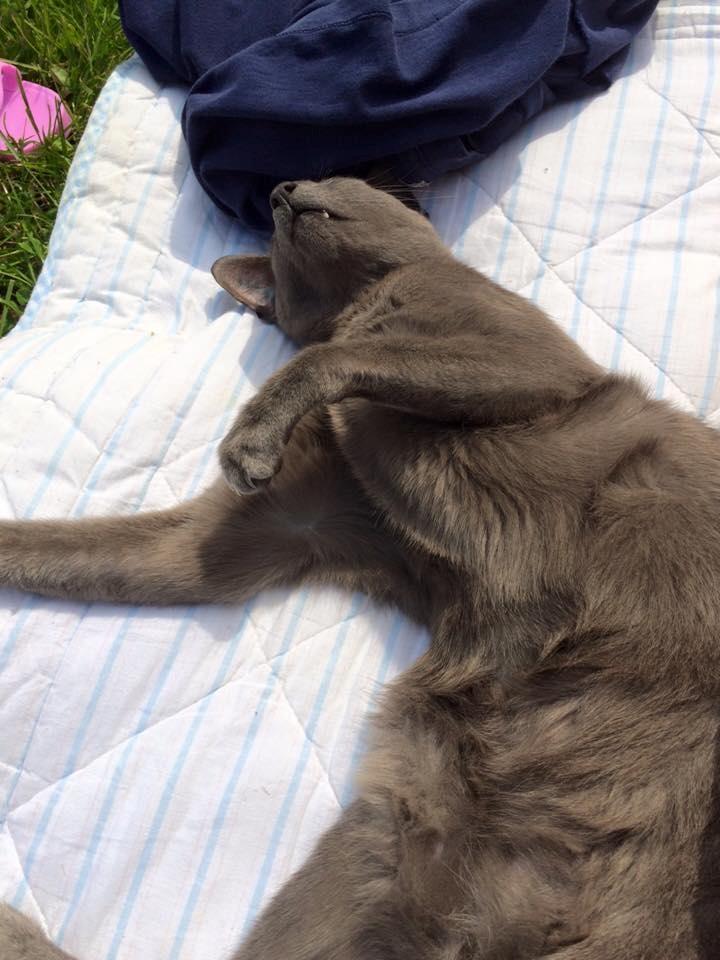 Orientaler Fister billede 4