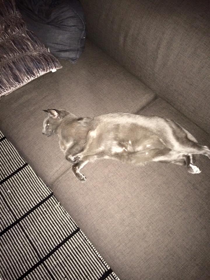 Orientaler Fister - Burde måske gå lidt på kur... billede 8