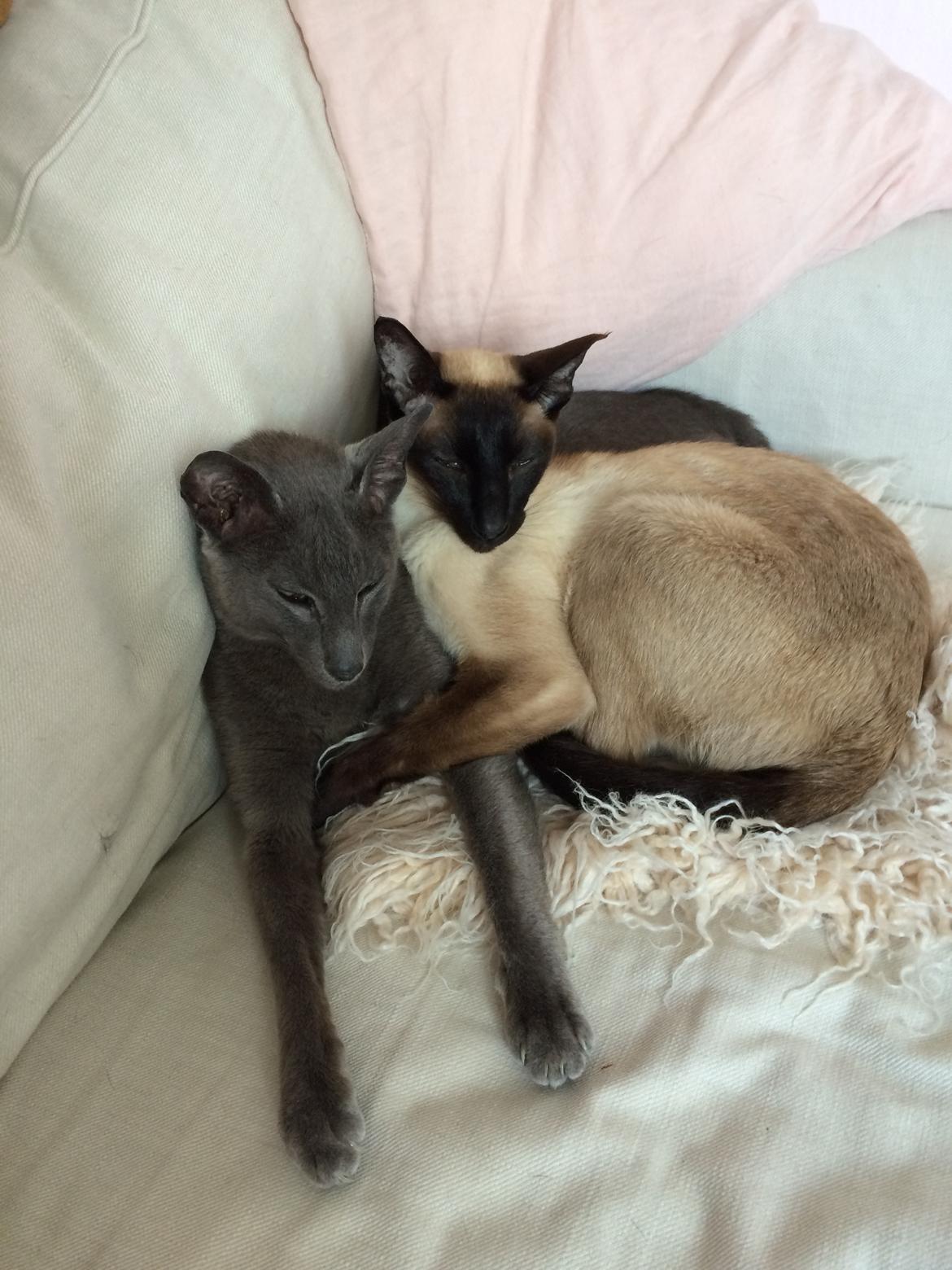 Orientaler Fister billede 3