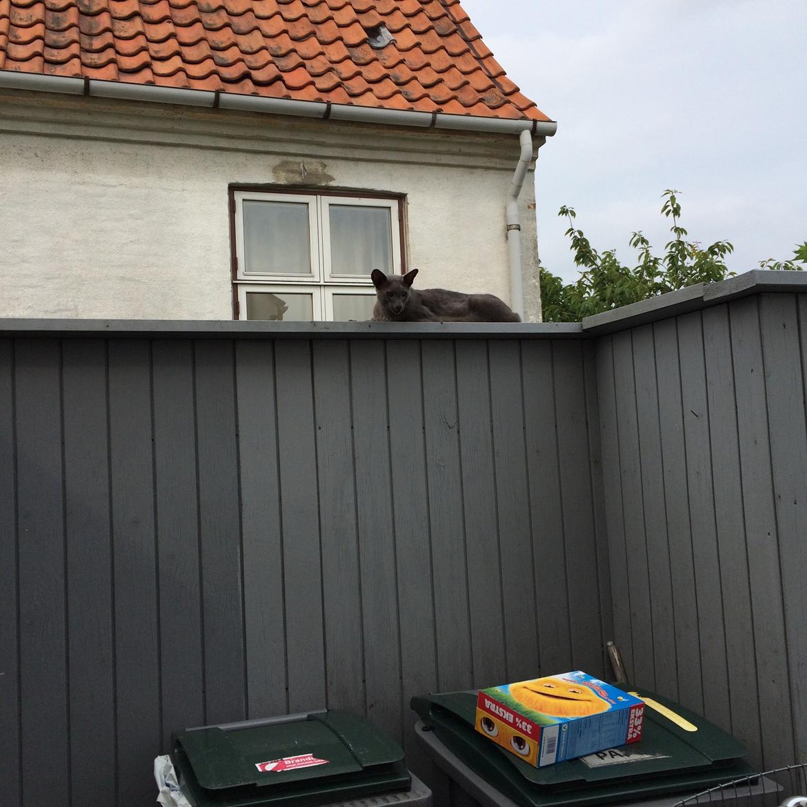 Orientaler Fister billede 14