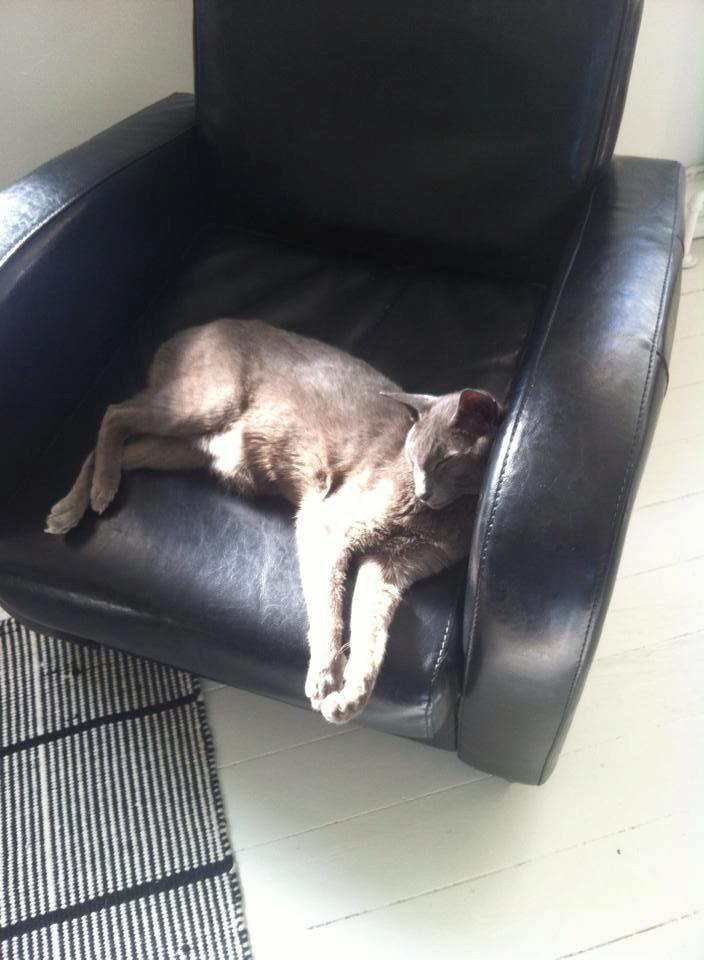 Orientaler Fister billede 2