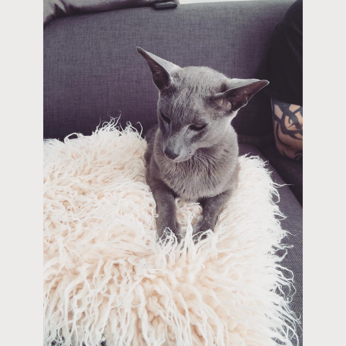 Orientaler Fister - Min yndlingspude billede 15