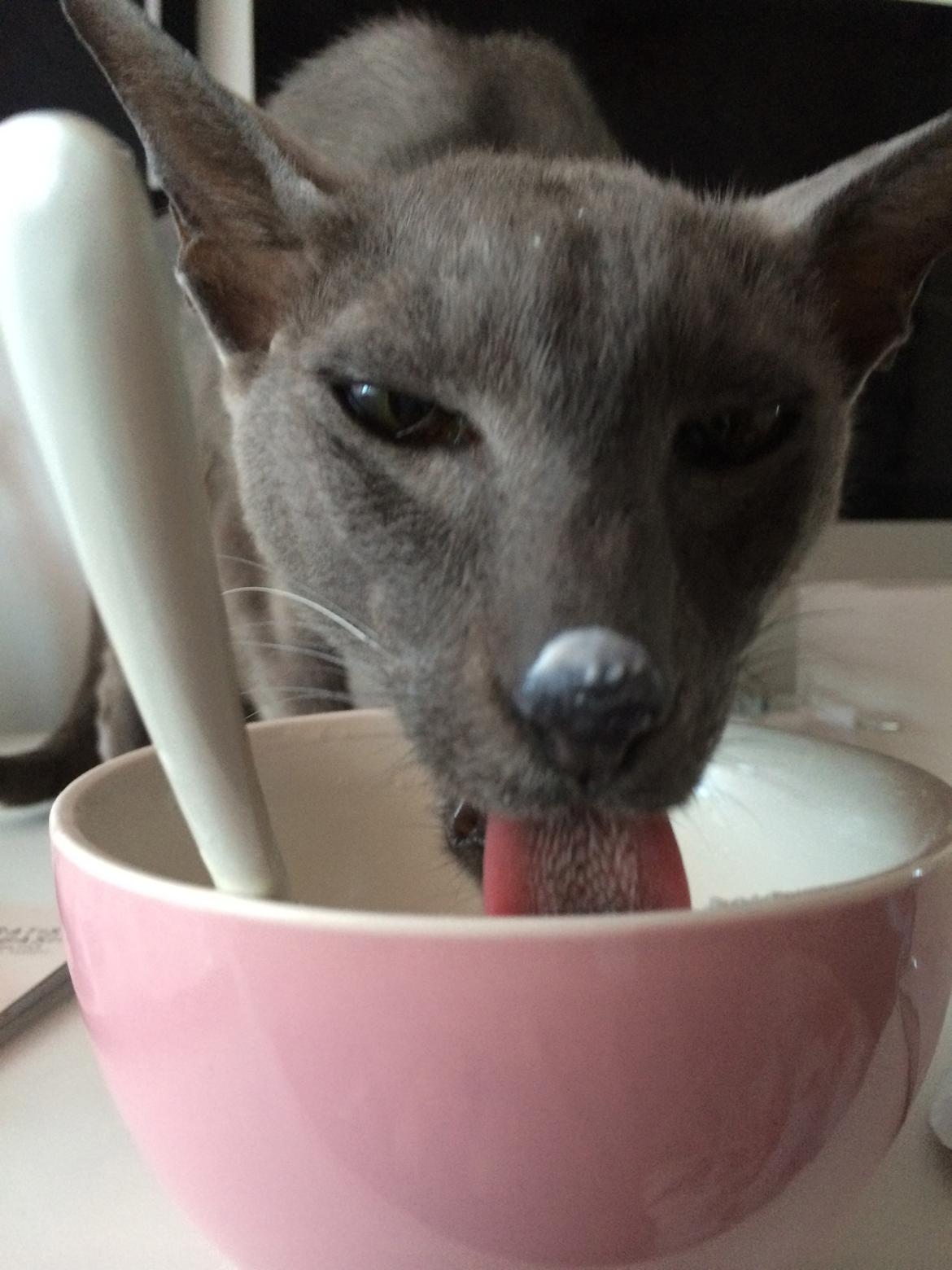 Orientaler Fister billede 9