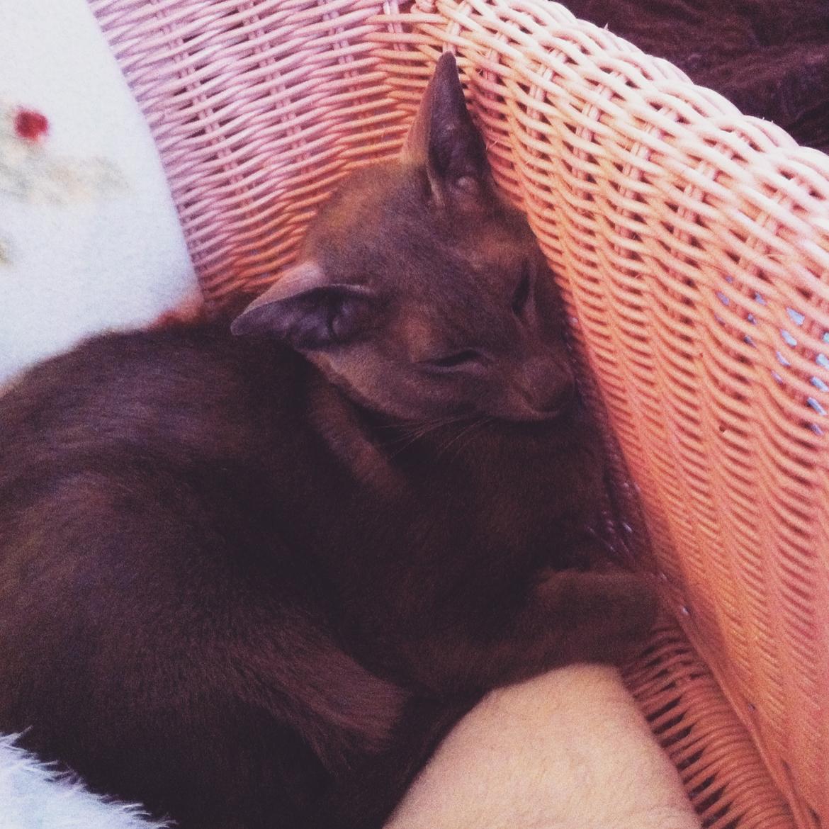 Orientaler Fister billede 10