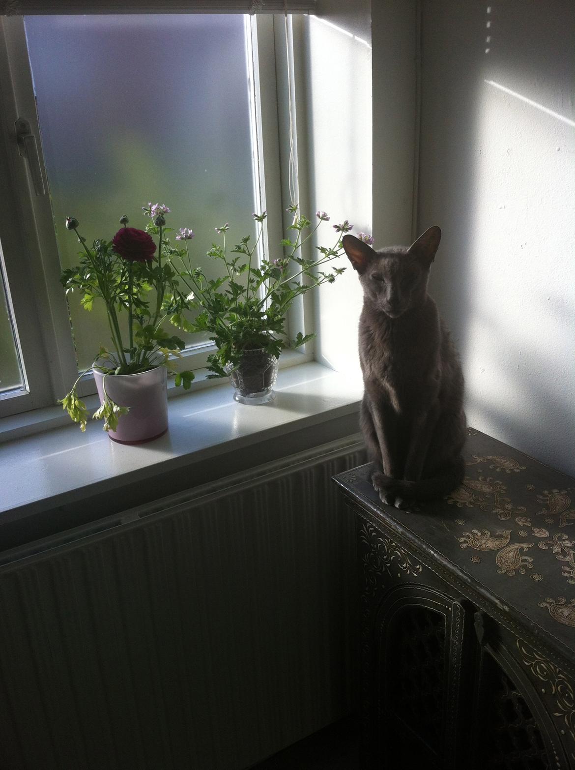 Orientaler Fister billede 6