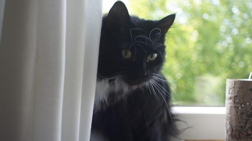 Blanding af racer Vespa billede 6