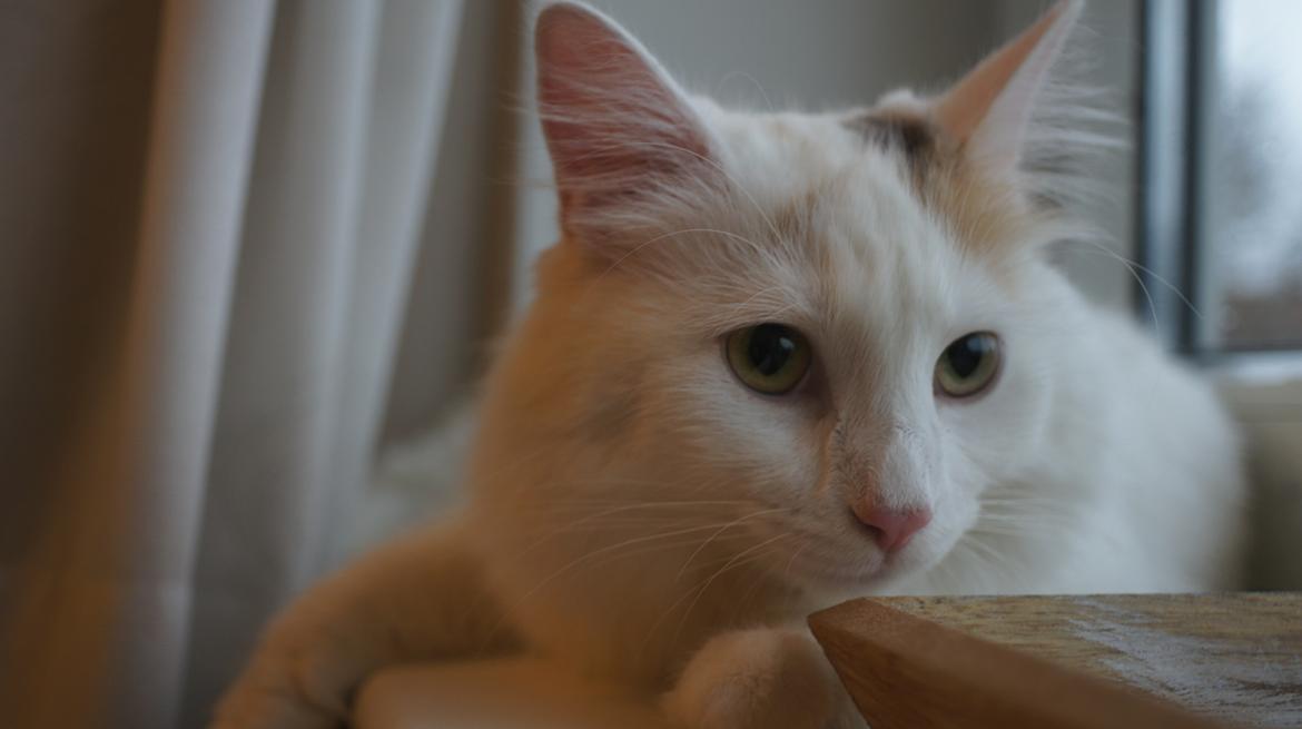 Norsk Skovkat DK Beukel's Kylie  billede 3