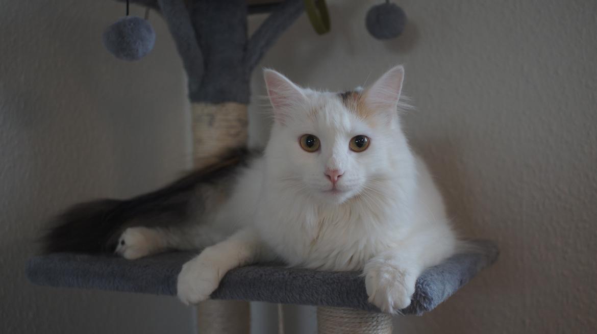 Norsk Skovkat DK Beukel's Kylie  billede 4