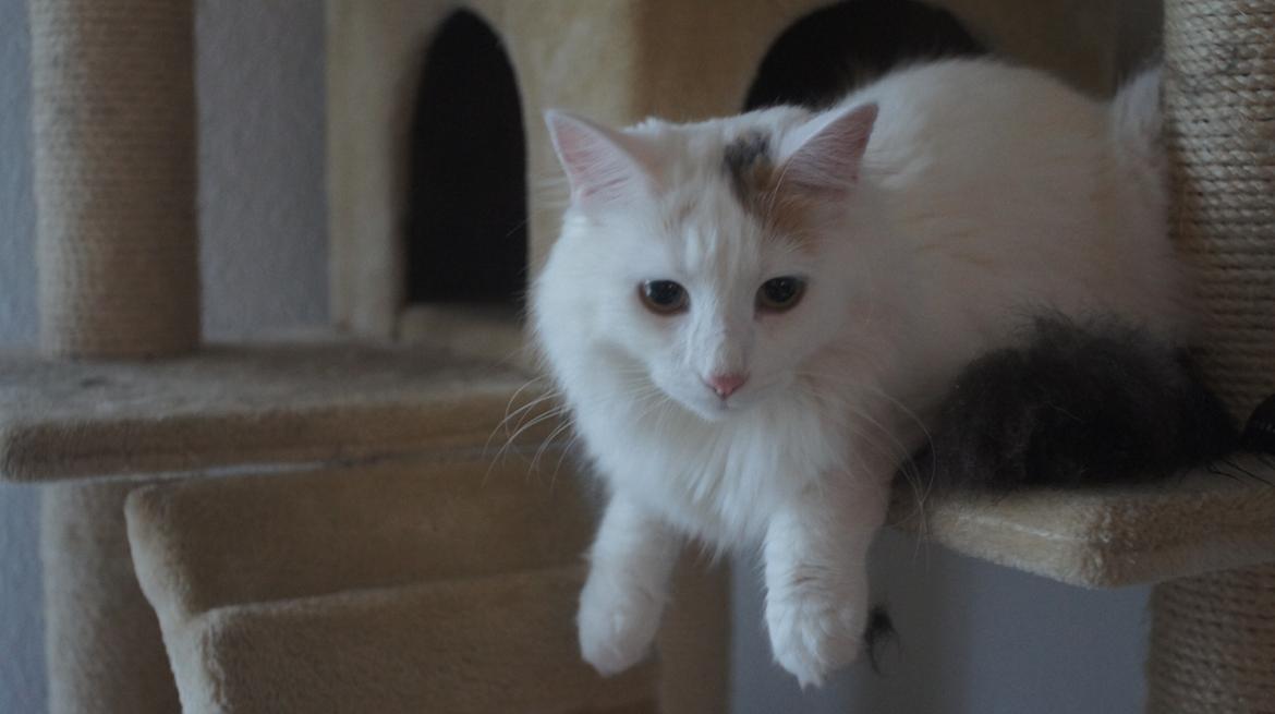 Norsk Skovkat DK Beukel's Kylie  - Første dag i hytten. Vi fandt lige et højt kradsetræ billede 5