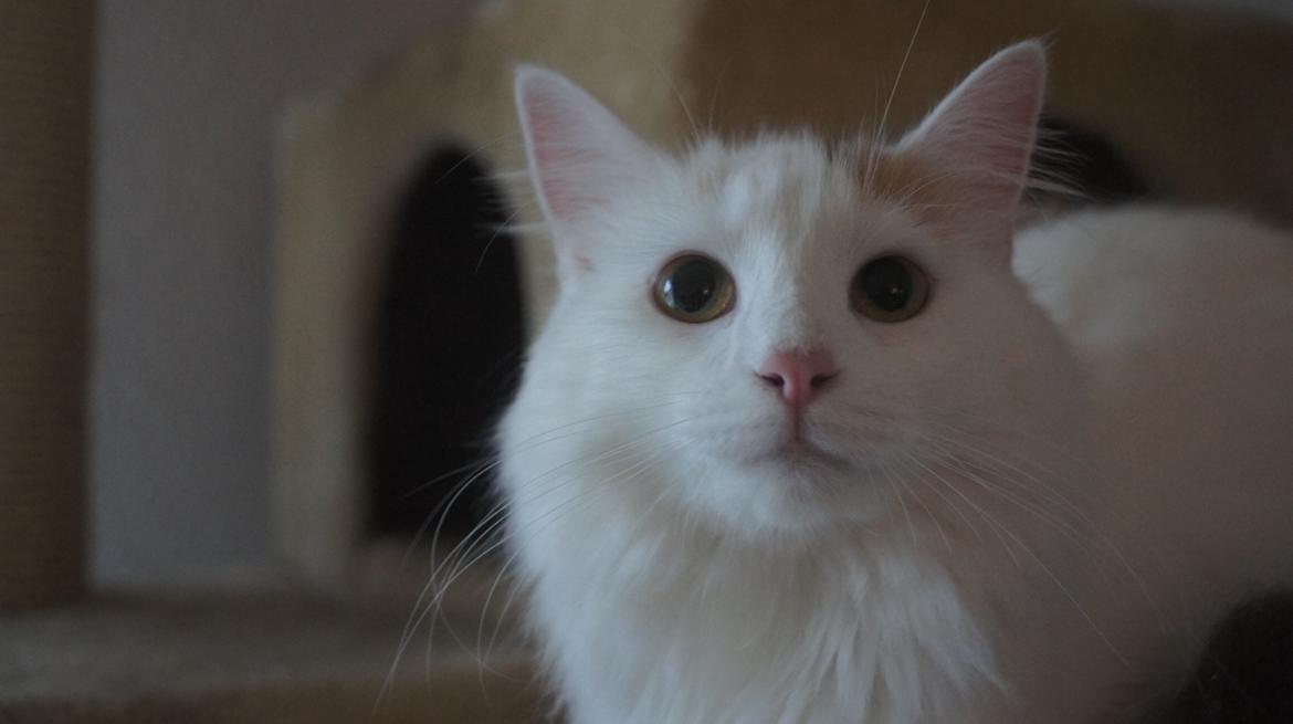 Norsk Skovkat DK Beukel's Kylie  - Første dag i hytten billede 6