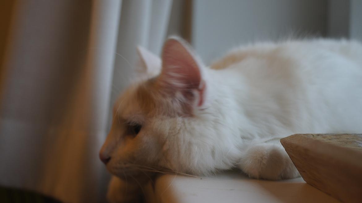 Norsk Skovkat DK Beukel's Kylie  - Åh, man kan blive så træt billede 8