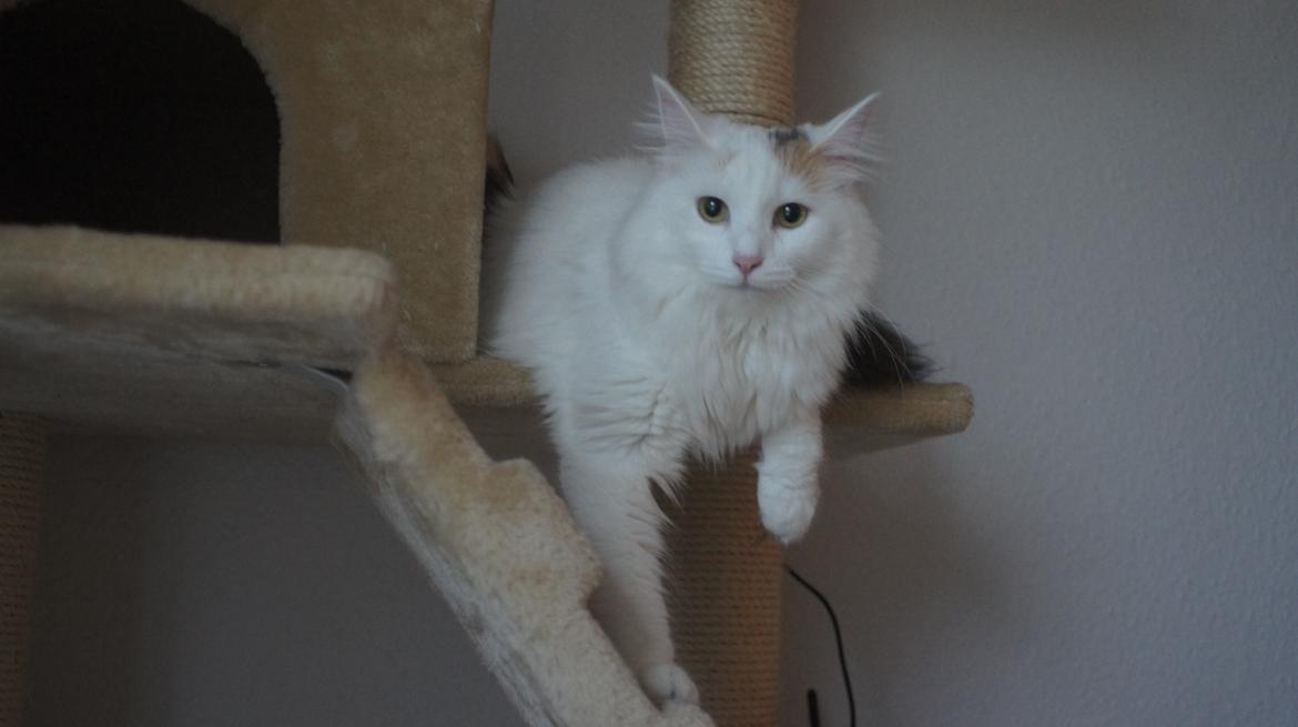 Norsk Skovkat DK Beukel's Kylie  - Første dag i hytten billede 7