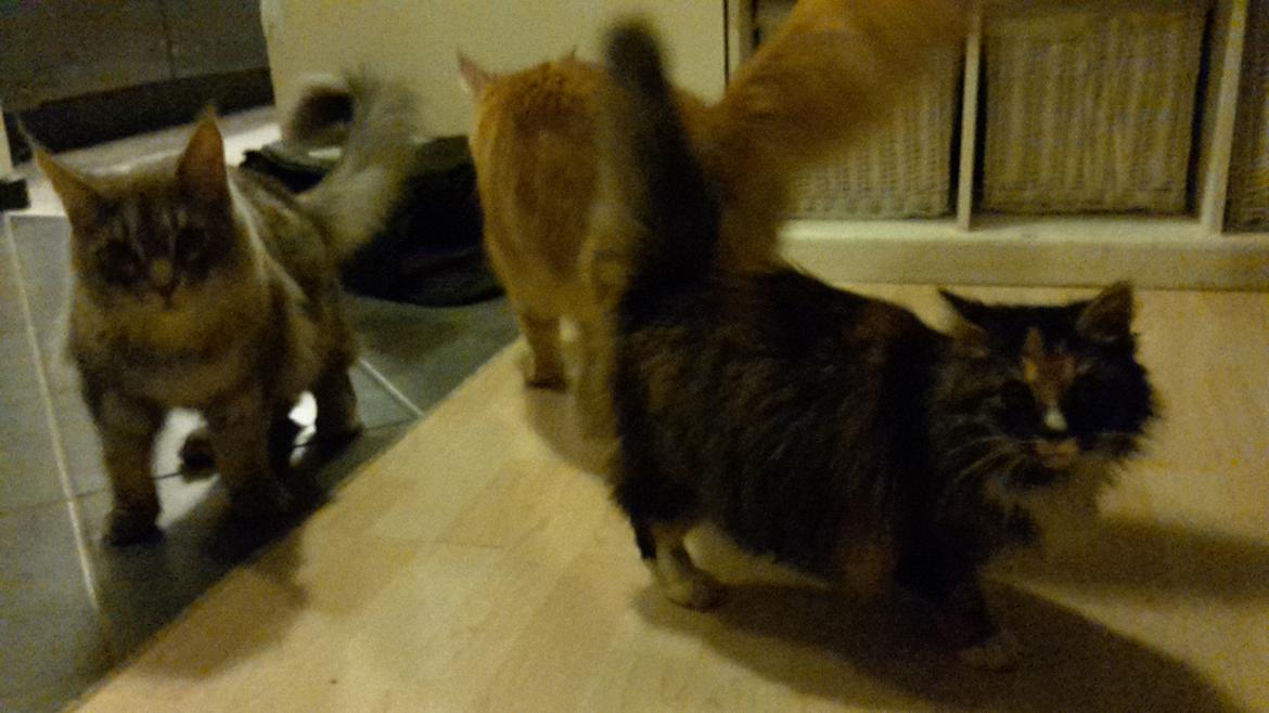 Blanding af racer Bell billede 13