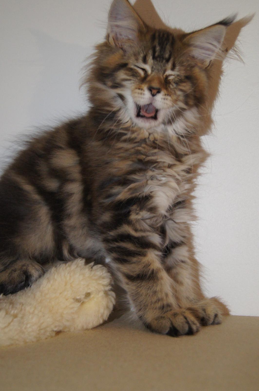 Maine Coon Cody billede 25