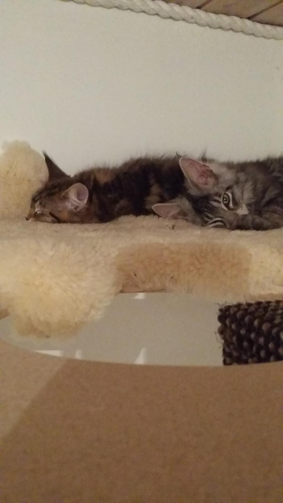 Maine Coon Cody billede 27