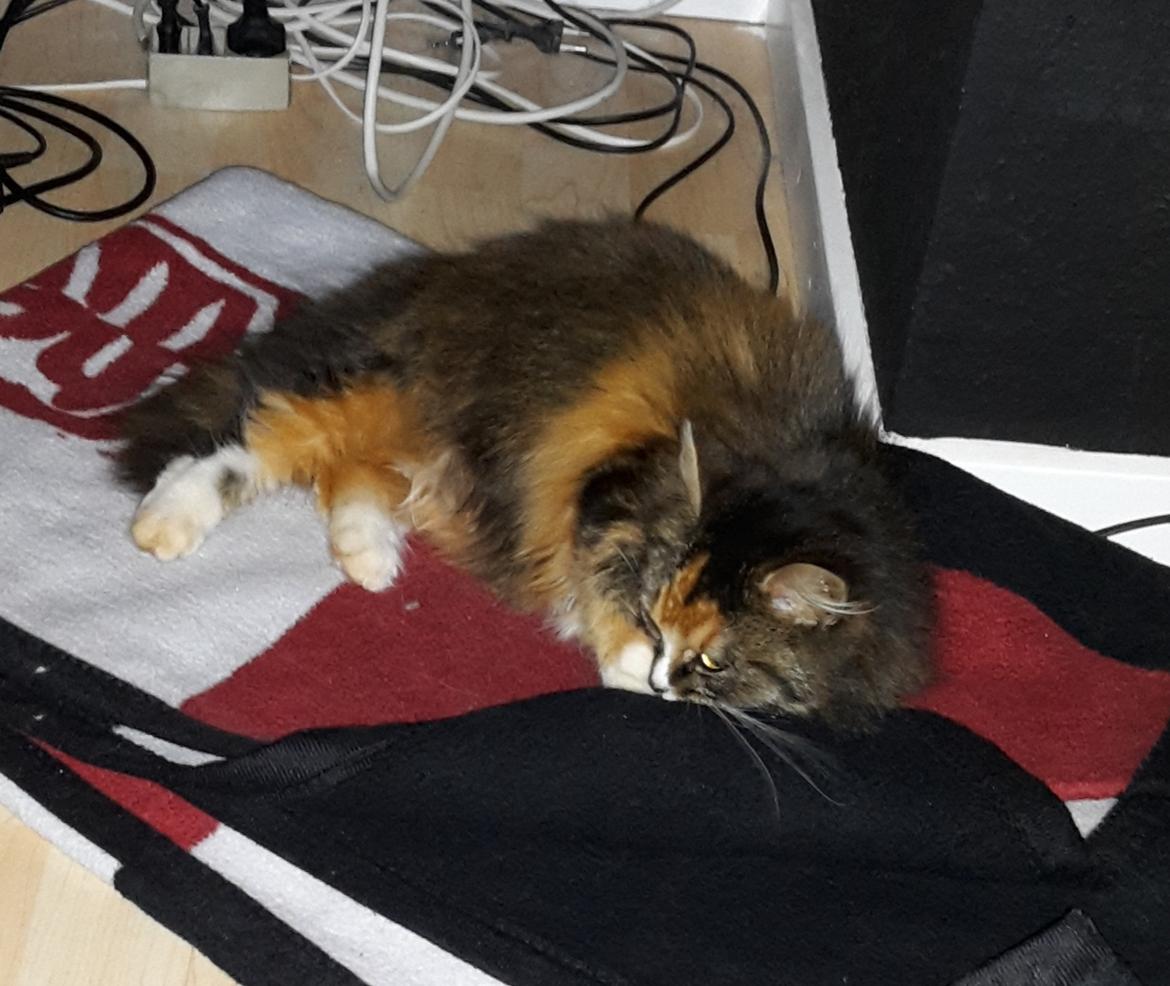 Blanding af racer Bell billede 3