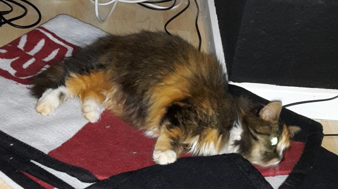 Blanding af racer Bell billede 23