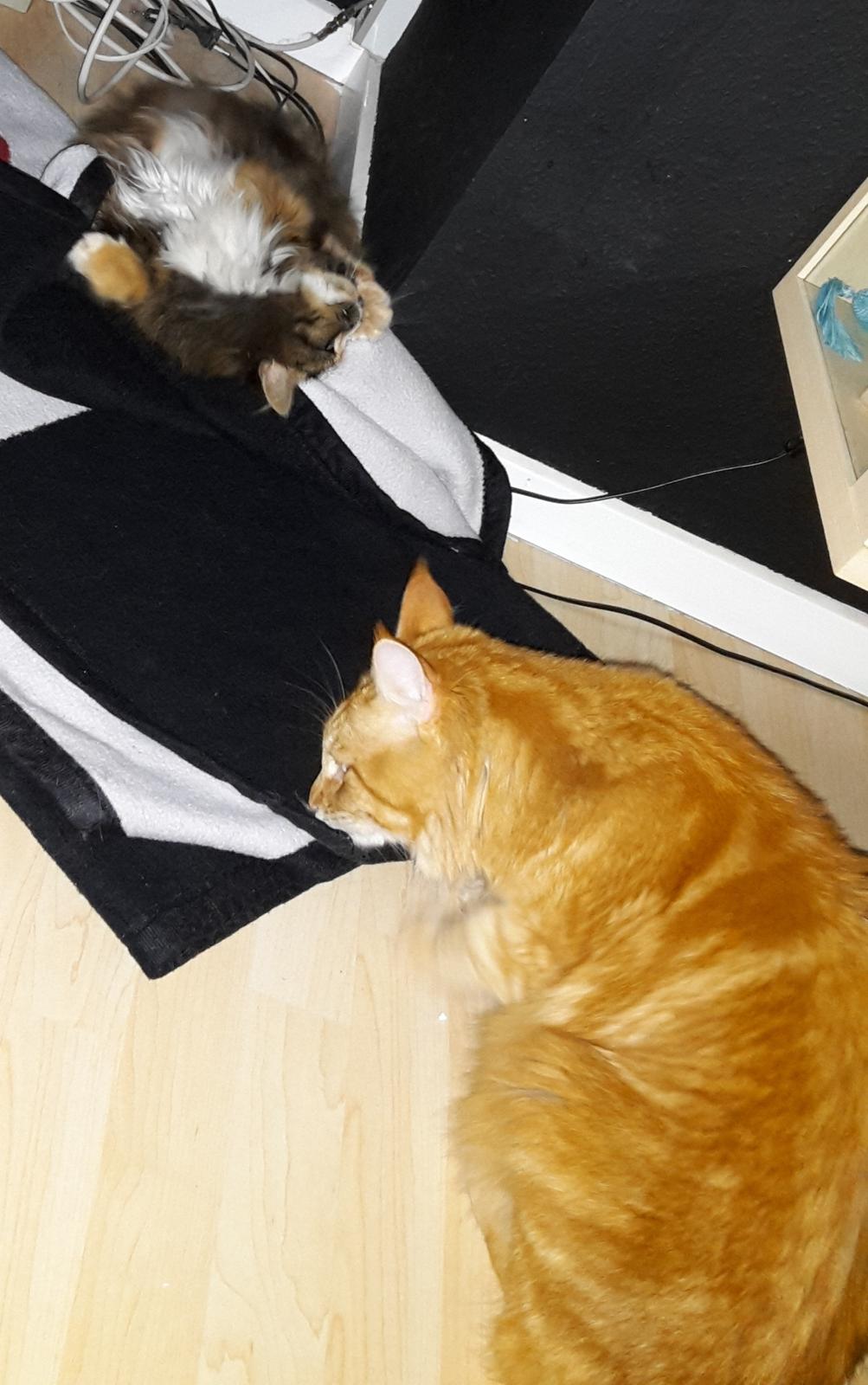 Blanding af racer Bell billede 24