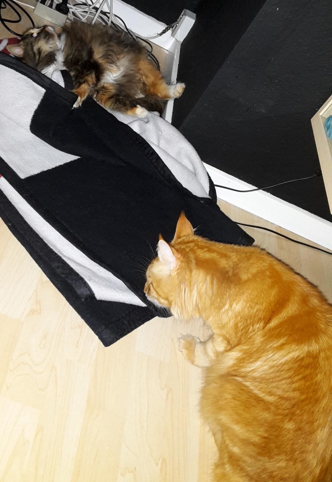 Blanding af racer Bell billede 26