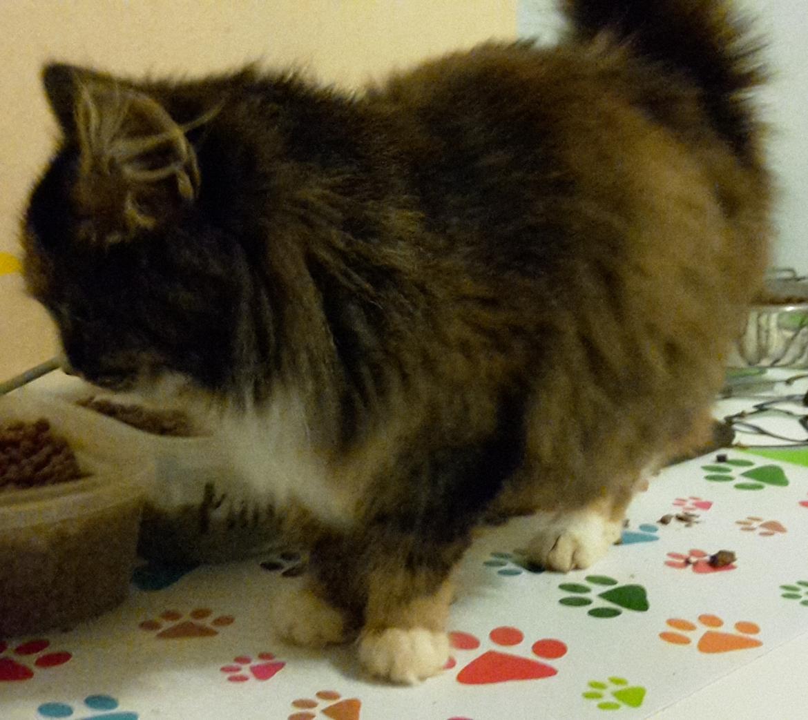 Blanding af racer Bell billede 22