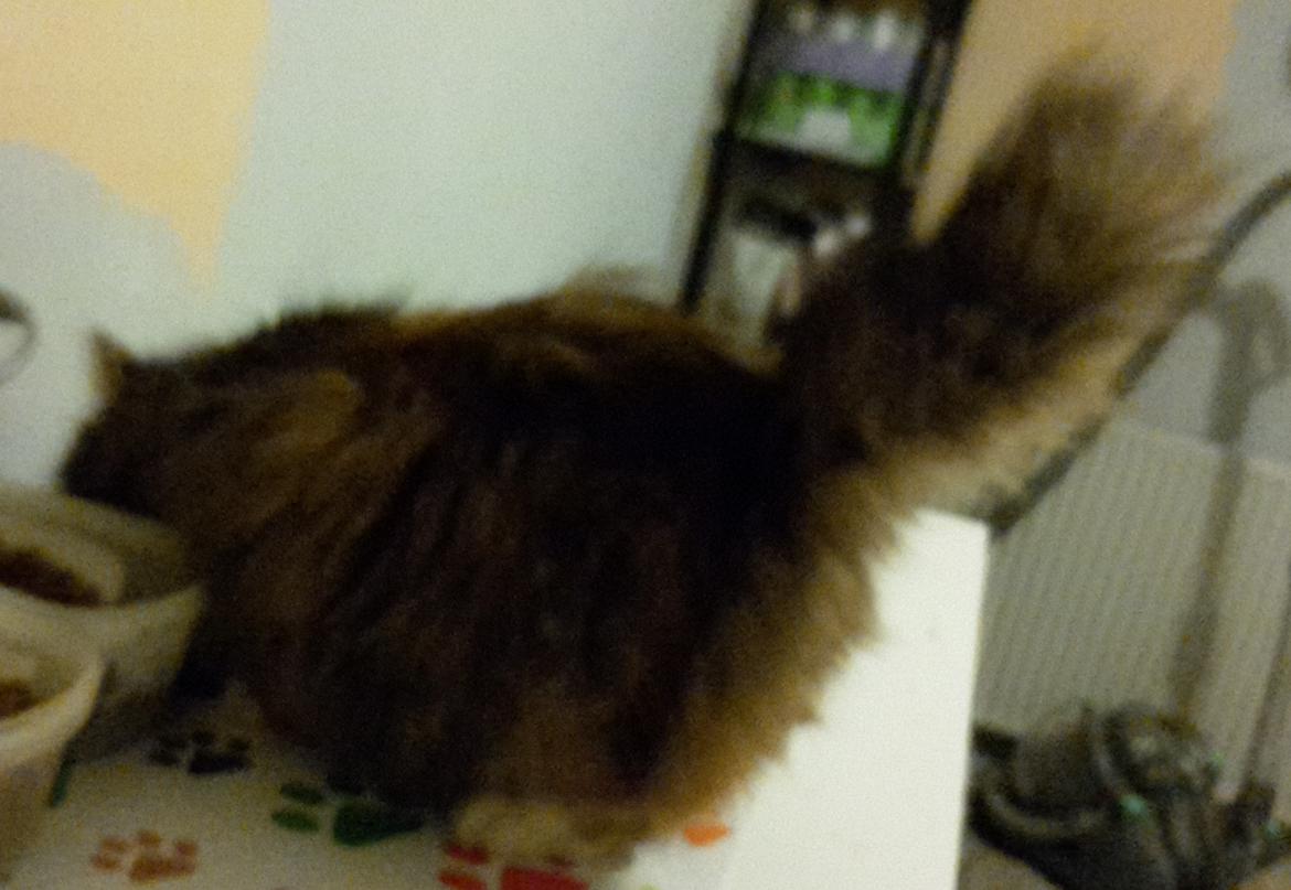 Blanding af racer Bell billede 21