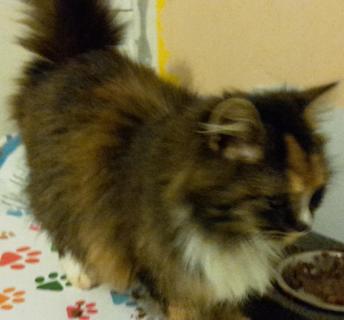 Blanding af racer Bell billede 20