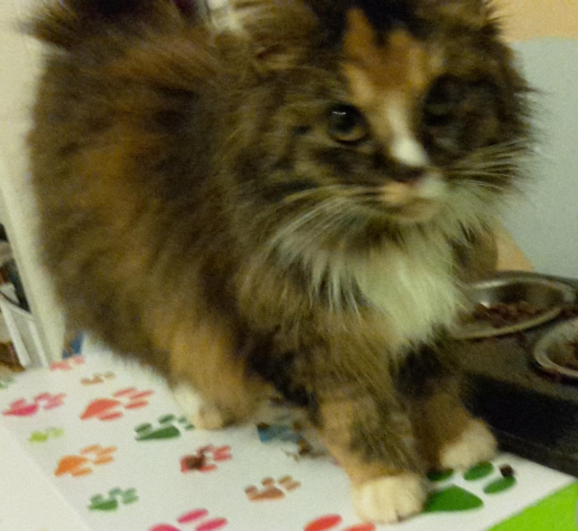 Blanding af racer Bell billede 19