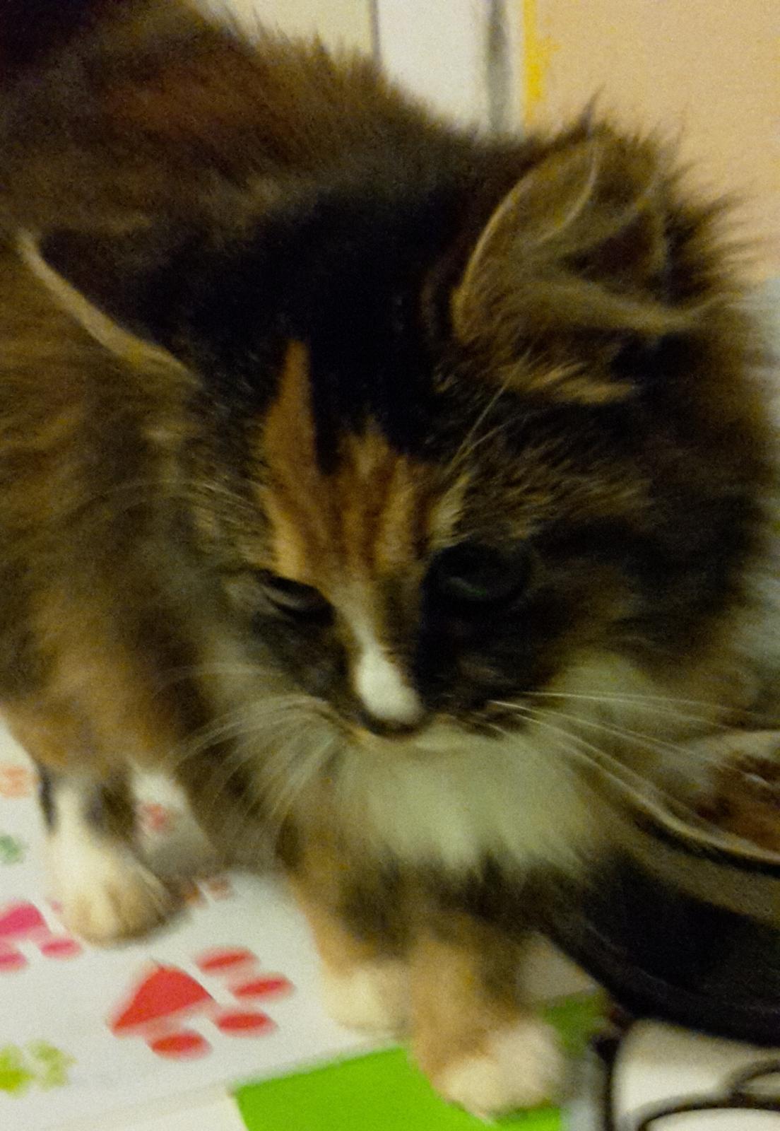 Blanding af racer Bell billede 18