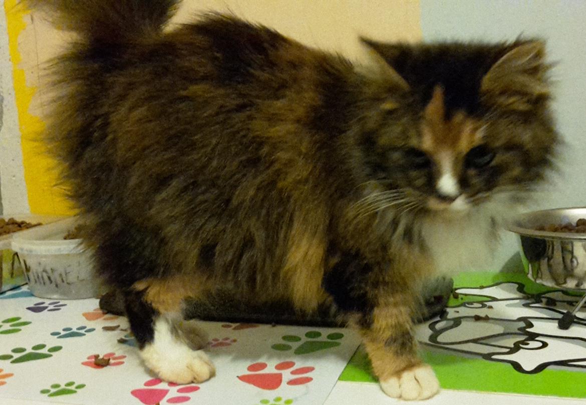 Blanding af racer Bell billede 17