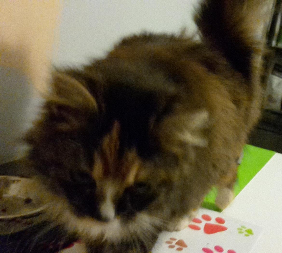 Blanding af racer Bell billede 16