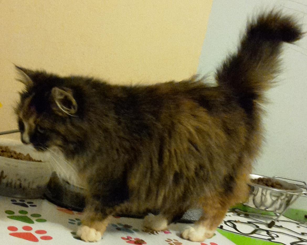 Blanding af racer Bell billede 14