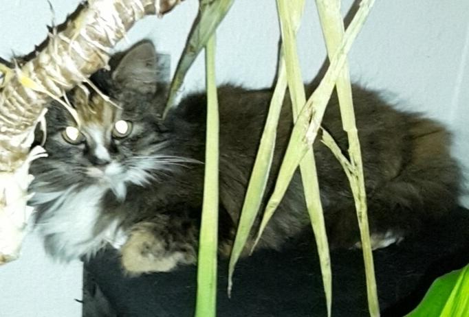 Blanding af racer Bell billede 6