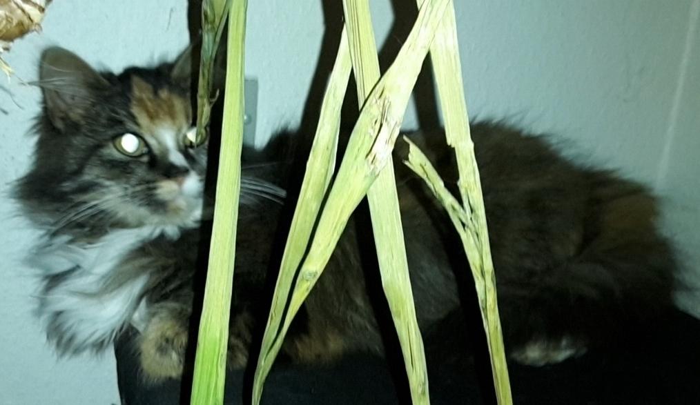 Blanding af racer Bell billede 12