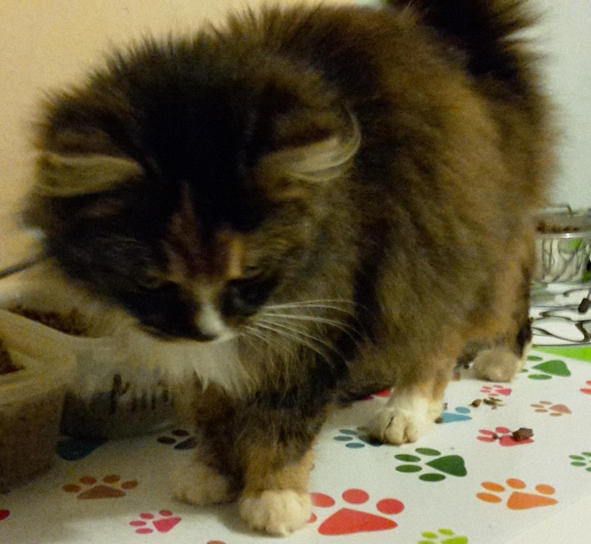 Blanding af racer Bell billede 15