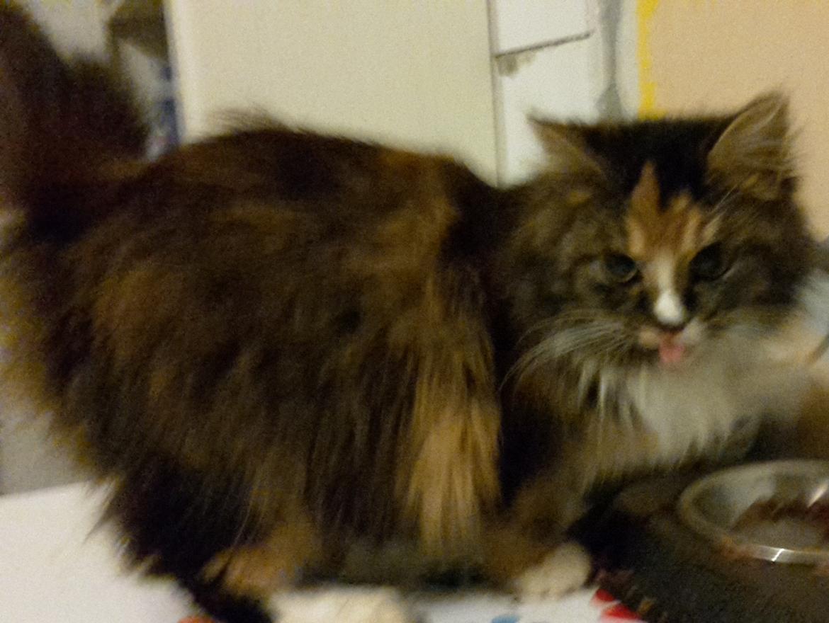 Blanding af racer Bell billede 10