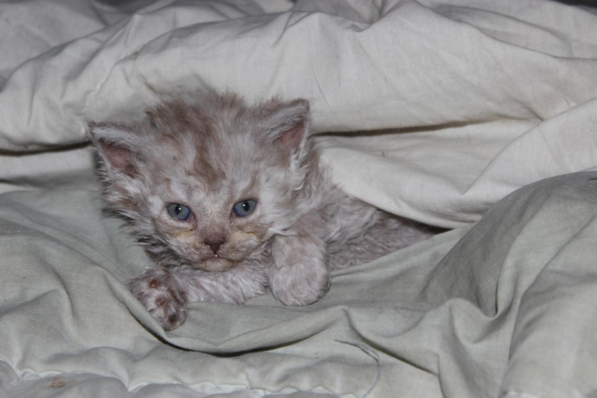 Selkirk Rex  QGC og international champion Tzari Partytrooper - 5 uger billede 10