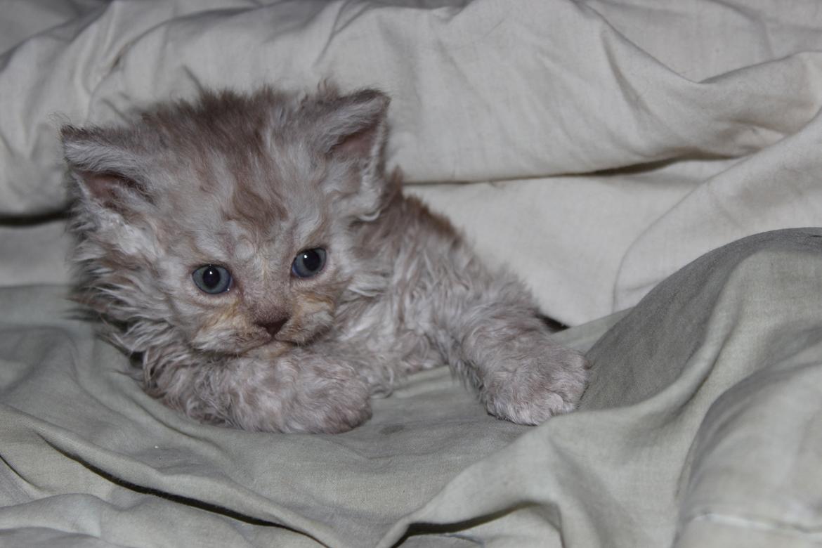 Selkirk Rex  QGC og international champion Tzari Partytrooper - 5 uger billede 13