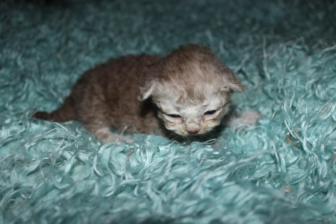 Selkirk Rex  QGC og international champion Tzari Partytrooper - 2 uger billede 16