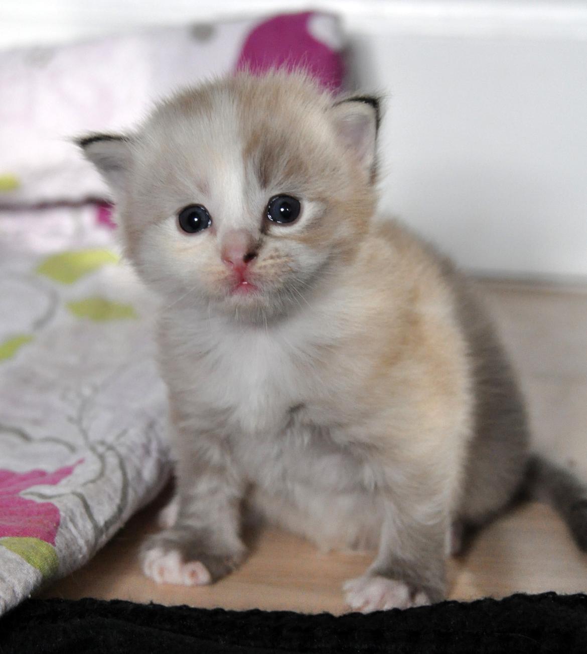 Ragdoll Shady Acres Sweet Dakota billede 4