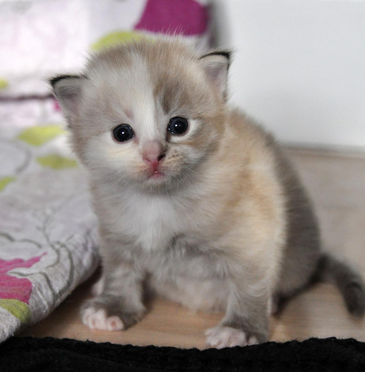 Ragdoll Shady Acres Sweet Dakota billede 5