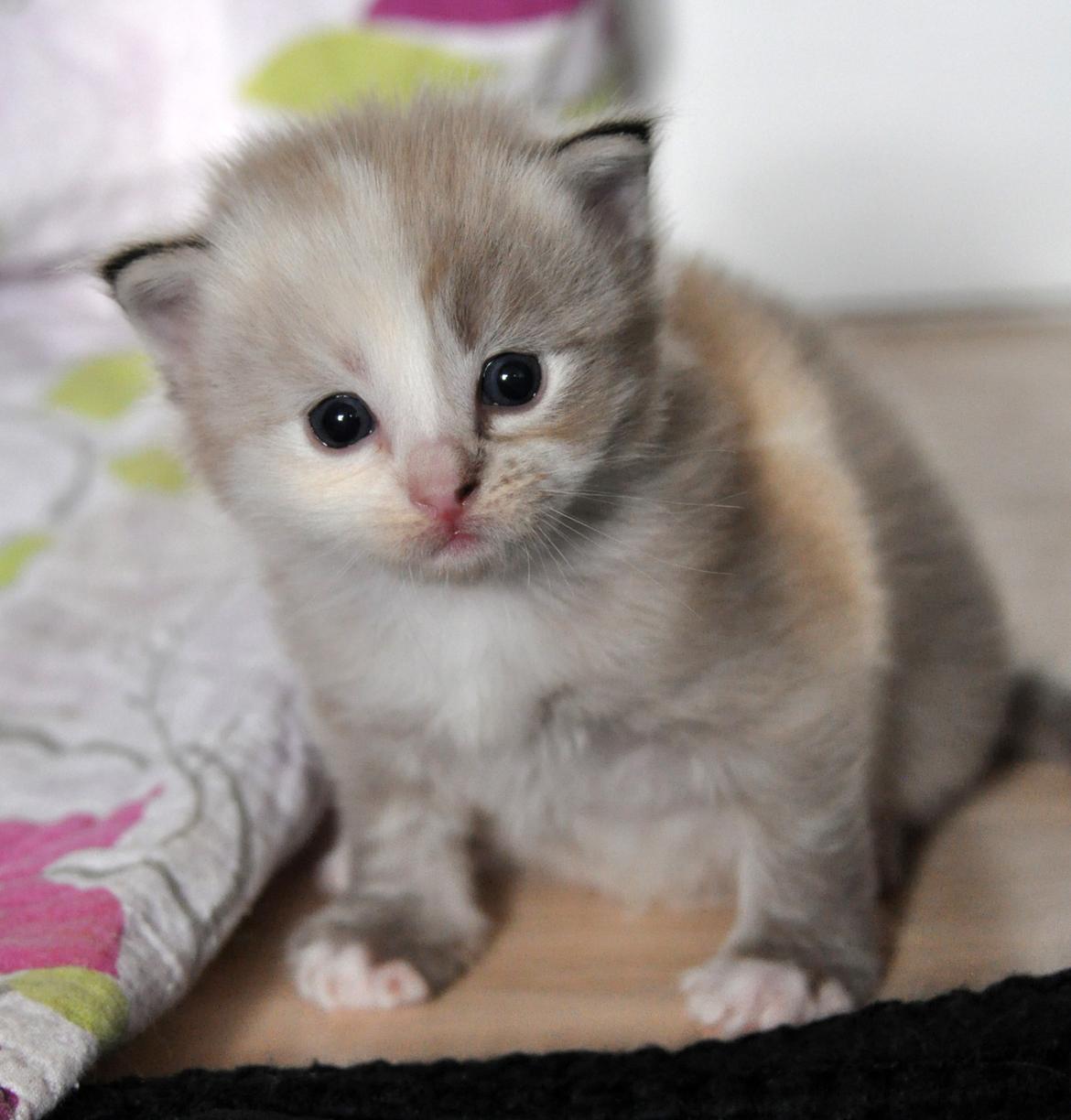 Ragdoll Shady Acres Sweet Dakota billede 6